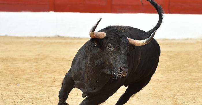 Taurul nu reacționează la culoarea roșie, ci la mișcare