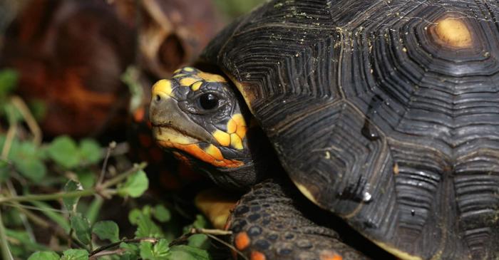 Țestoasele pot fi optimiste sau pesimiste, arată un studiu british