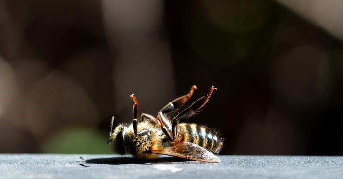 Un colaps silențios al albinelor și fluturilor amenință securitatea alimentară a Europei