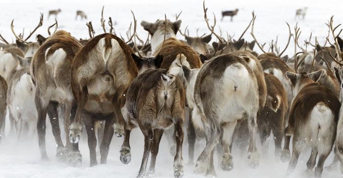 Un sistem monumental de vânătoare a renilor din Evul Mediu timpuriu a fost descoperit sub ghețarii din Norvegia