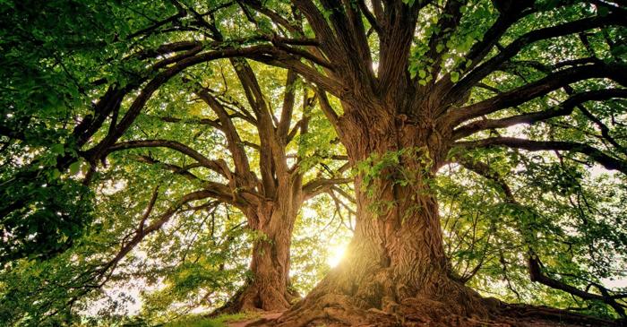 Un start-up american dezvoltă arbori care cresc mai repede și absorb mai mult dioxid de carbon