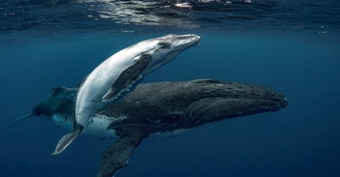 Urina balenelor transportă anual 4.000 de tone de azote prin oceane și fertilizează ecosistemele marine