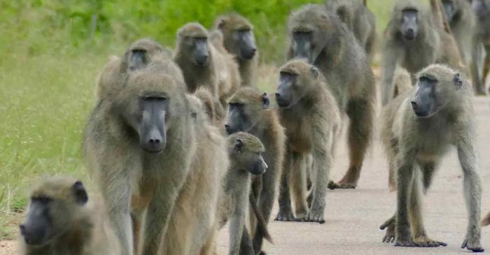 Babuinii merg în șir indian alături de prieteni, nu pentru a se proteja