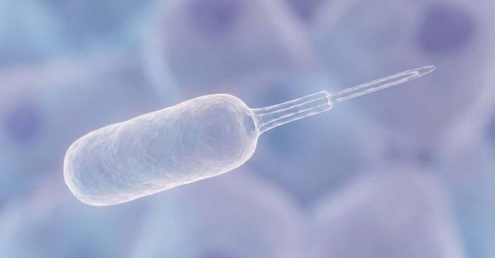 Bacteriile intestinale benefice injectează proteine direct în celulele umane pentru a modula sistemul imunitar