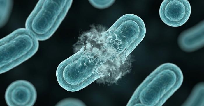 Bacteriile se sacrifică pentru a răspândi rezistența la antibiotice printr-un sistem de control cu trei gene