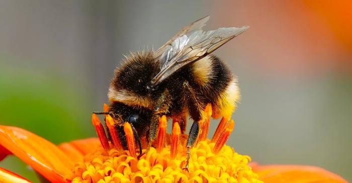 Bondurii au învățat să distingă durate de timp, o capacitate nemaivăzută la nevertebrate