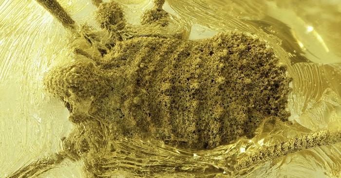 Ce arahnidă bizară, dispărută de pe continent, a fost redescoperită după 35 de milioane de ani?