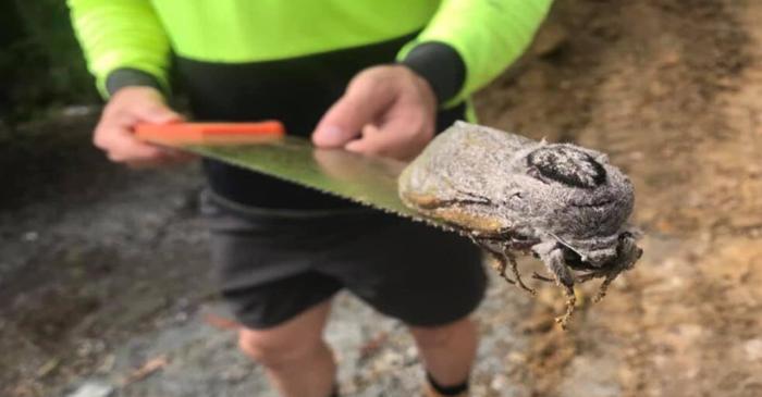 Cel mai greu fluture de noapte din lume cântărește 30 de grame și trăiește în Australia