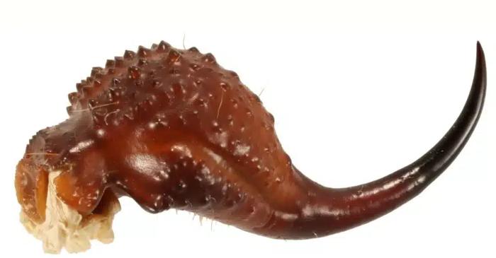 Cele mai mici specii de scorpioni ascund cel mai puternic arsenal metalizat