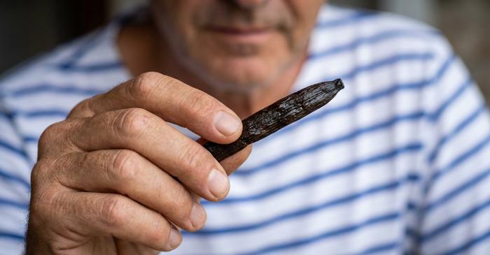 Cum au reușit fermierii bretoni să cultive un condiment tropical în țara anghinarei?