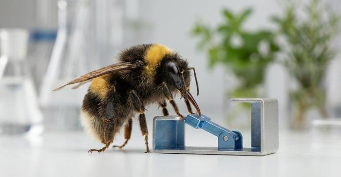 Cum transmit bondarii un comportament prea complex pentru a fi inventat individual?