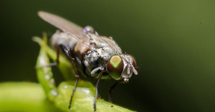 De ce ar alege o musculiță să se dea într-un carusel?