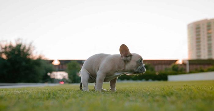 De ce își mănâncă unii câini excrementele?