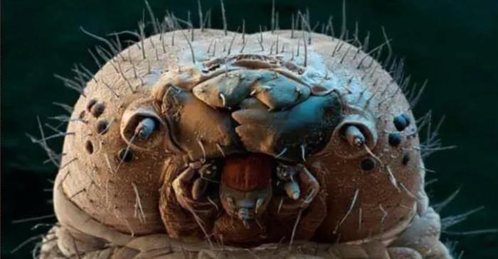 De ce nu sunt acarienii de pe față vinovați pentru inflamațiile pielii?