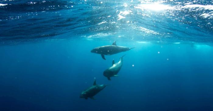 Delfinii modifică sunetele când comunică cu puii lor