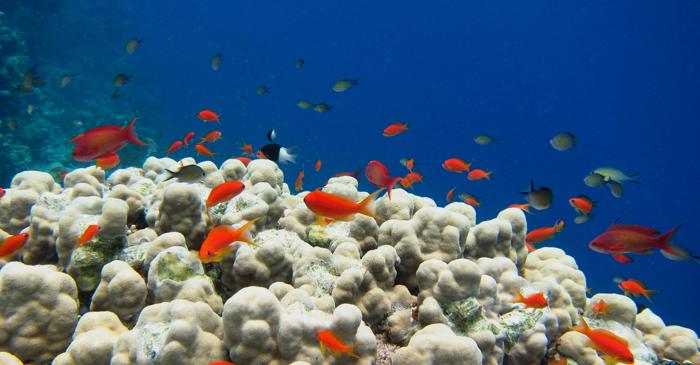 Elevajul selectiv îmbunătățește rezistența coralilor la căldură într-o singură generație