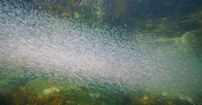 Excremnetele de krill antarctic captează anual peste 20 de milioane de tone de CO2