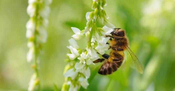 Francezii sunt chemați să numere insectele moarte pe parbrize