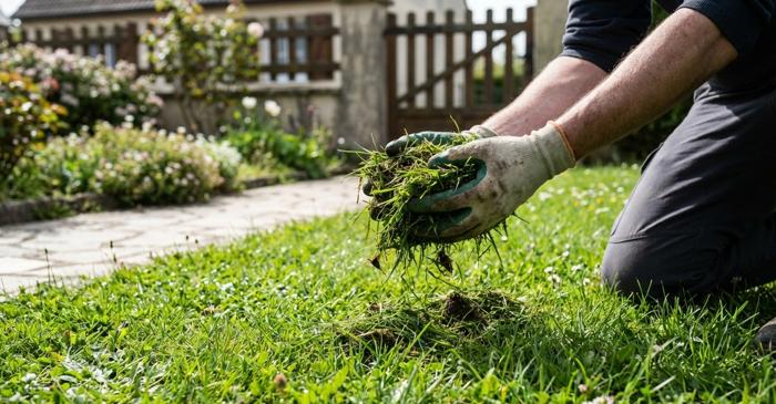 Iarba tăiată din grădină devine îngrășământ gratuit dacă o lași pe loc