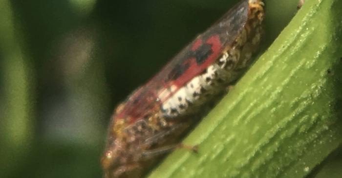 Insectele catapultează picăturile de urină cu o viteză de 40 de ori mai mare decât gravitația