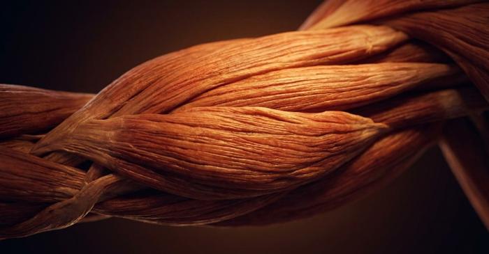 Mușchii reglează fertilitatea, o descoperire cu implicații neașteptate pentru medicamente ca Ozempic