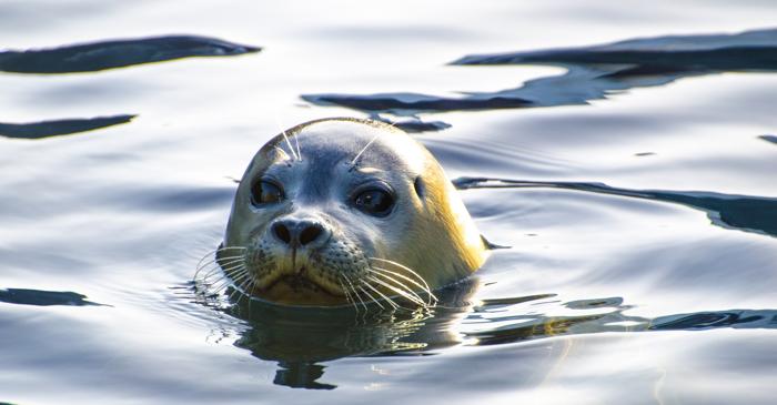 Mustățile unei foci au inspirat o nouă generație de radare pentru roboți