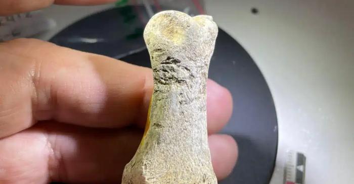 Neanderthalienii au creat unelte din dinții și oasele unor animale de acum 200.000 de ani