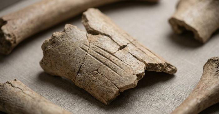 Neanderthalienii din Belgia practicau un canibalism strategic pentru a elimina femeile și copiii rivalilor