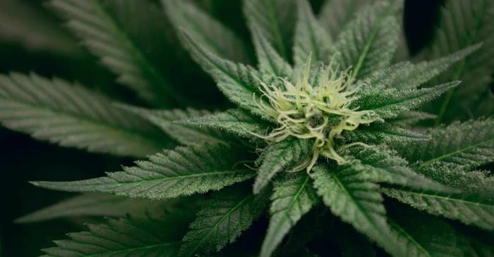 O fosilă de canabis uitată într-un muzeu german a dublat vârsta cunoscută a plantei