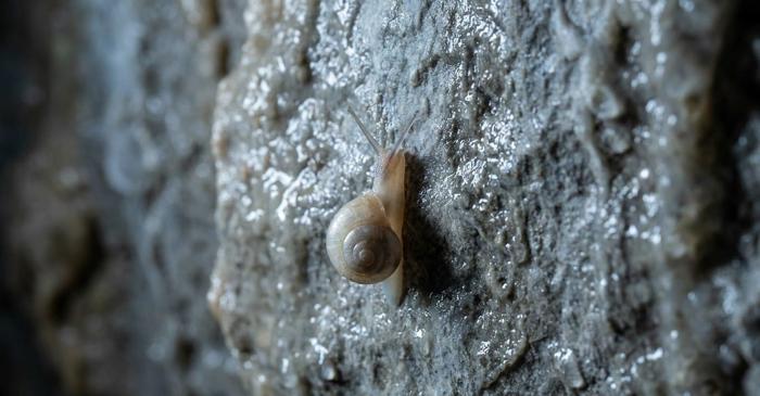 O nouă specie de melc a fost descoperită în jungla ascunsă din cea mai mare peșteră a lumii
