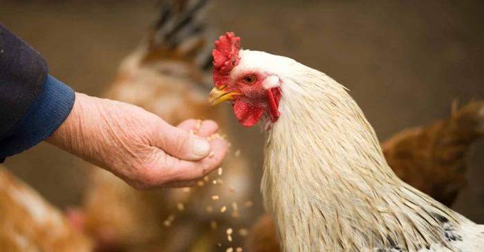 O nouă tehnică genetică permite producția de medicamente vitale în ouăle de găină