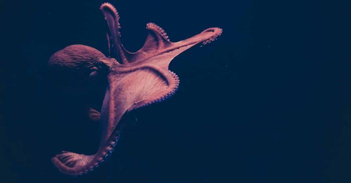 O pieuvre gigantă de 19 metri a dominat oceanele din era dinozaurilor