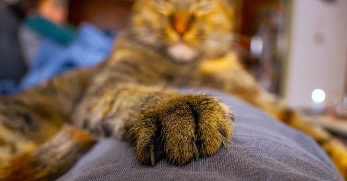 O pisică a lăsat acum 1.200 de ani în Ierusalim cea mai veche dovadă a frământatului