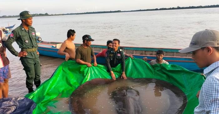 O raie uriașă de 300 de kilograme devine cel mai mare pește de apă dulce înregistrat vreodată