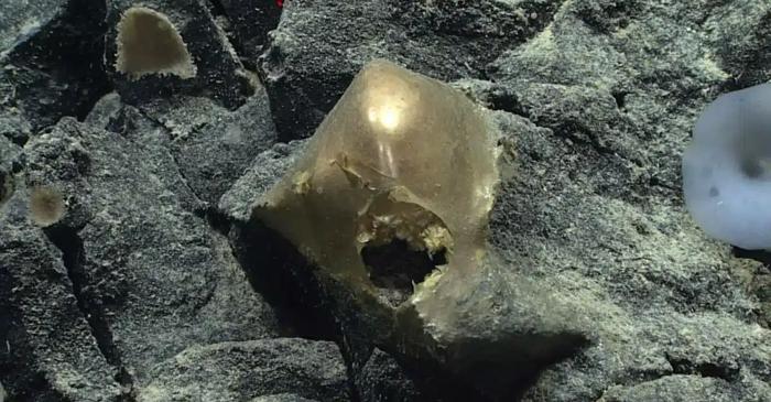 O sferă de aur misterioasă de pe fundul oceanului s-a dovedit a fi țesutul unei anemone gigantice