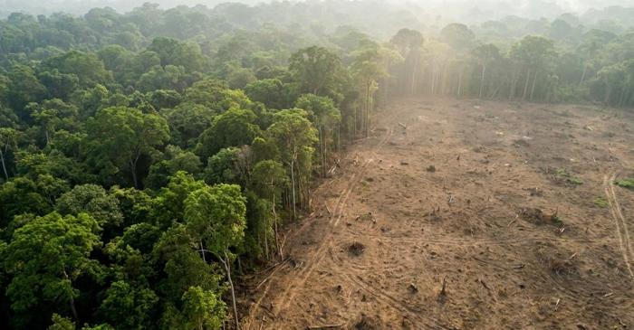 Pădurile din Africa au devenit o sursă de carbon, o inversare care schimbă calculele climatice globale