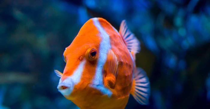 Peștii nu se pot îneca, dar pot sufoca în apă