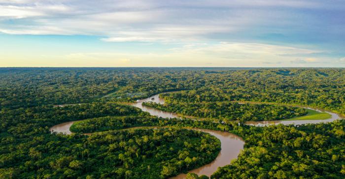 Râurile au funcționat ca autostrăzi verzi pentru copaci între Amazon și pădurea Atlantică