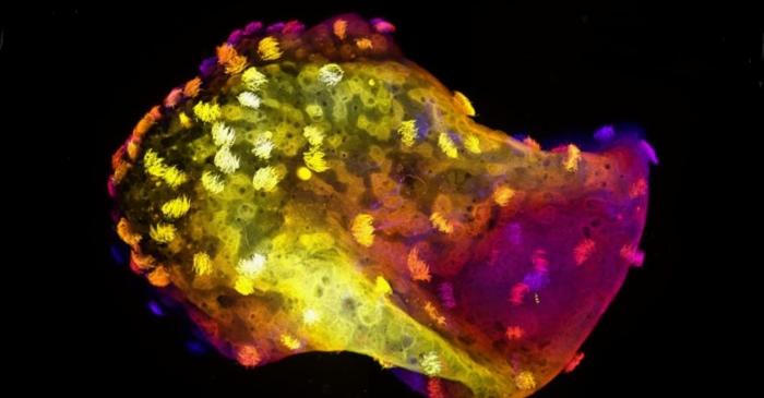 Roboții biologici fără creier au fost dotați cu neuroni