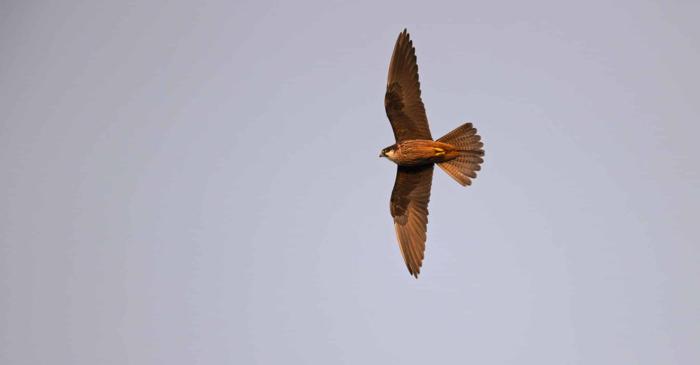 Șoimul Eleonorei smulge penele prăzii pentru a o închide de vie în stânci