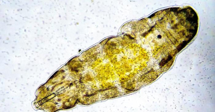 Tardigradele nu pot supraviețui impactului unui asteroid pe Pământ