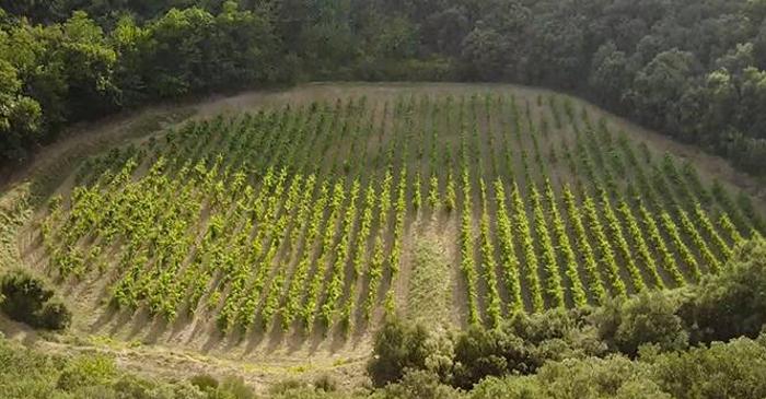 Un crater de meteorit rar a fost confirmat într-o podgorie din sudul Franței