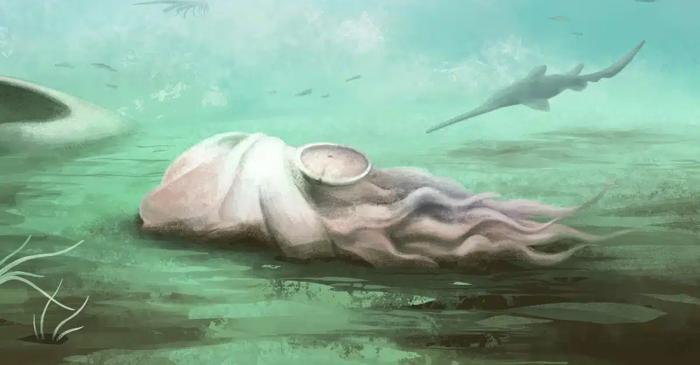 Un fosil de pieuvre de 300 de milioane de ani s-a dovedit a fi o creatură complet diferită