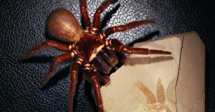 Un fossile din Utah repoziționează originea araignelor și a scorpionilor cu 20 de milioane de ani în urmă