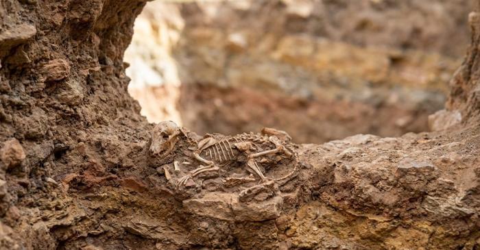 Un fragment de craniu de cățel vechi de 16.000 de ani rescrie istoria relației dintre om și câine