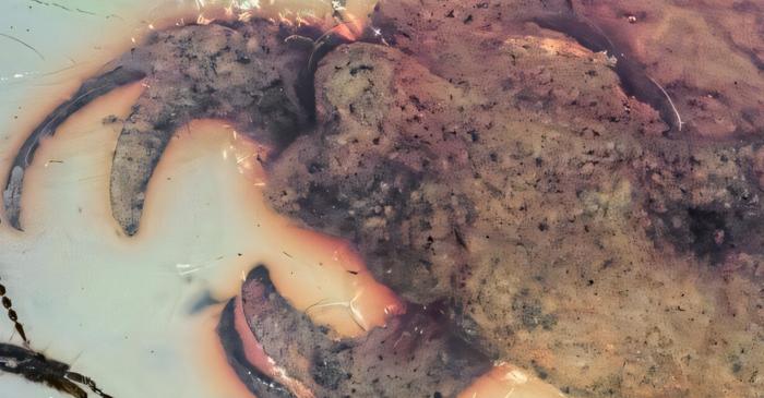 Un insect preistoric cu gheare de crab a fost numit după trupa de K-pop Stray Kids