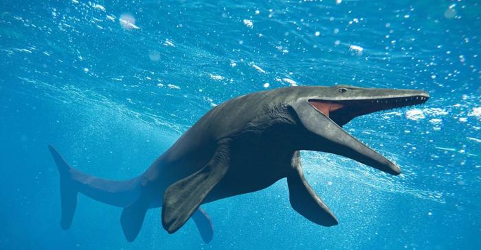 Un prădător marin preistoric descoperit în Japonia avea o înotătoare dorsală ca a unui rechin