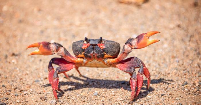 Un proces evolutiv transformă în mod repetat diverse crustacee în crabi