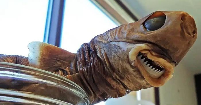 Un rechin de 50 de centimetri decupează bucăți circulare de carne din delfini, toni și oameni