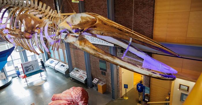 Un schelet de balenă albastră expus într-un muzeu american încă elimină ulei după 26 de ani